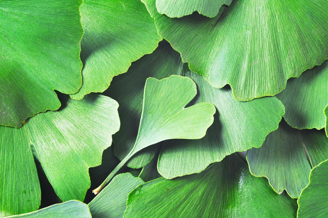 Le Ginkgo biloba des bienfaits pour la mémoire — free download