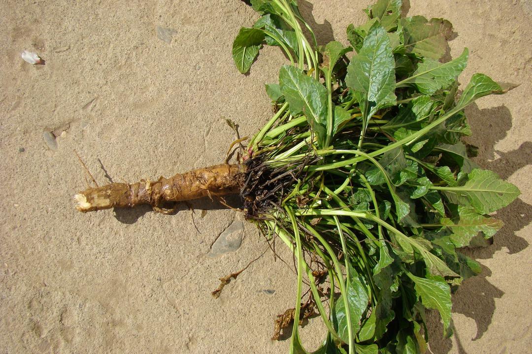 Culture de la betterave : immersion auprès d'un agriculteur