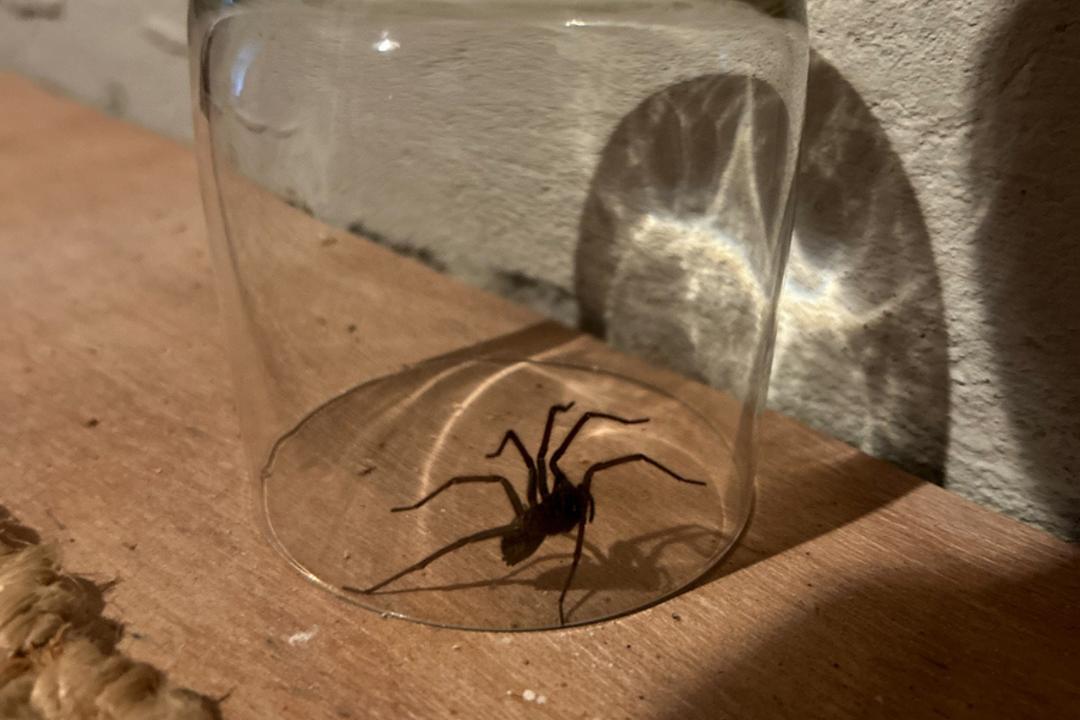 Relâcher une araignée dehors semble logique… mais c’est souvent une mauvaise idée