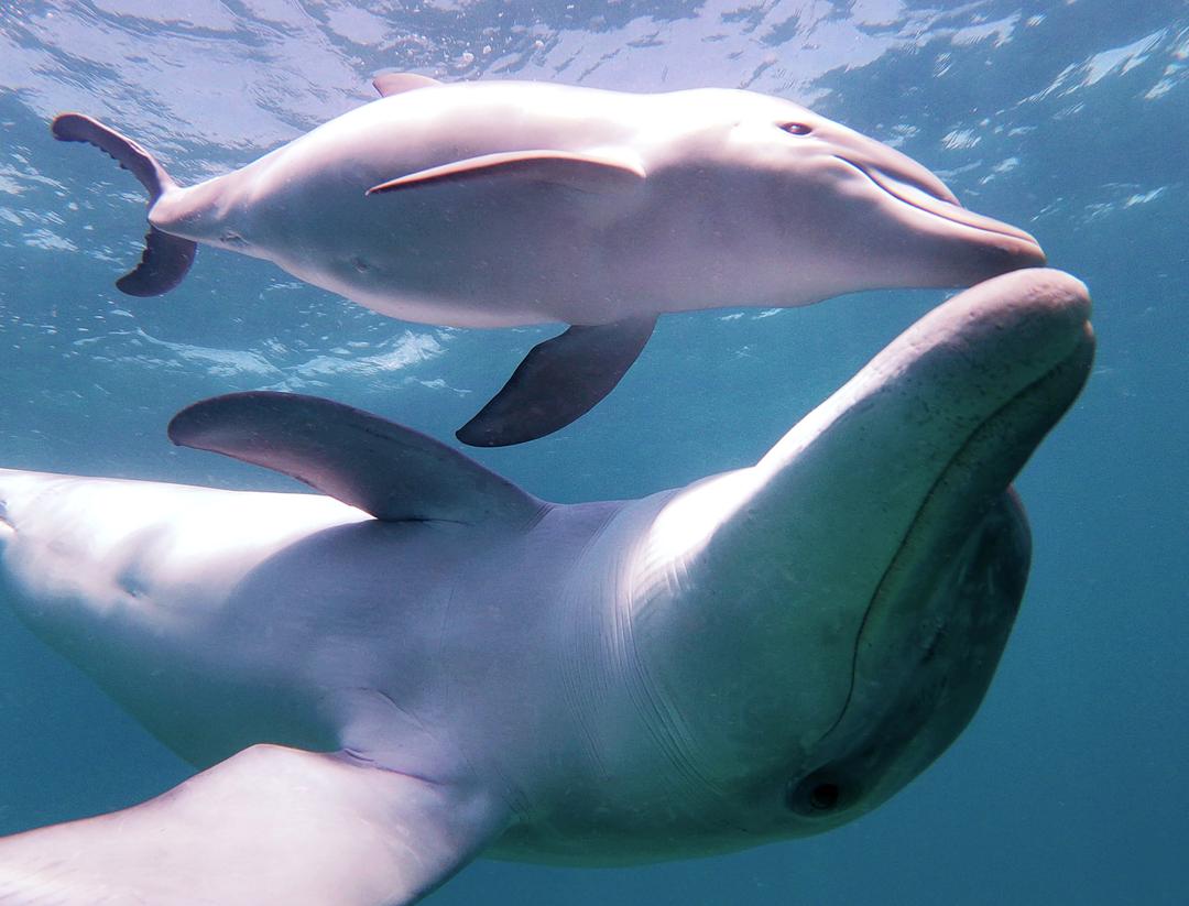 « Baby Talk » : les mamans dauphins aussi adaptent leur « voix » pour ...