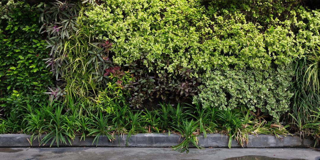 Comment créer facilement un mur végétal pour votre jardin — free download