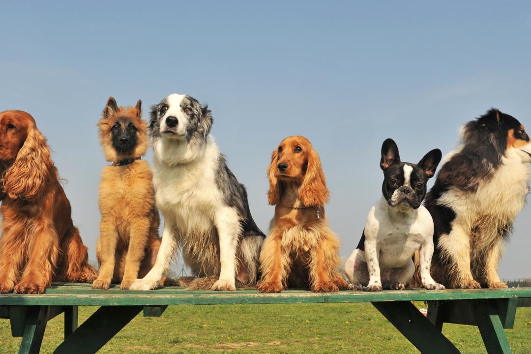 Une étude scientifique bouscule les idées reçues sur la race de chien la plus intelligente