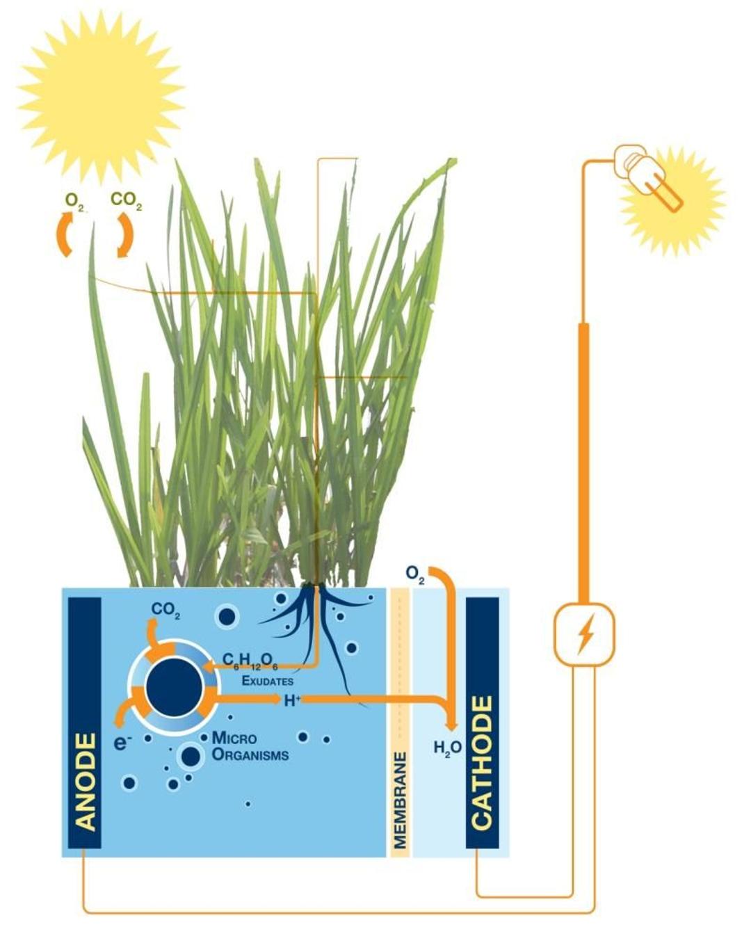 Plant e Ou Comment Produire De L lectricit Avec Des Plantes Plant e Ou Comment Produire De L lectricit Avec Des Plantes