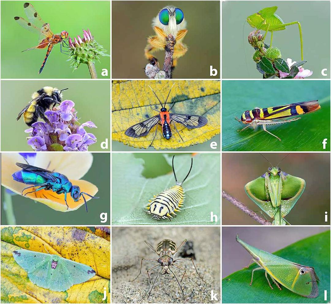Entre 1 et 2 % des insectes disparaissent chaque année