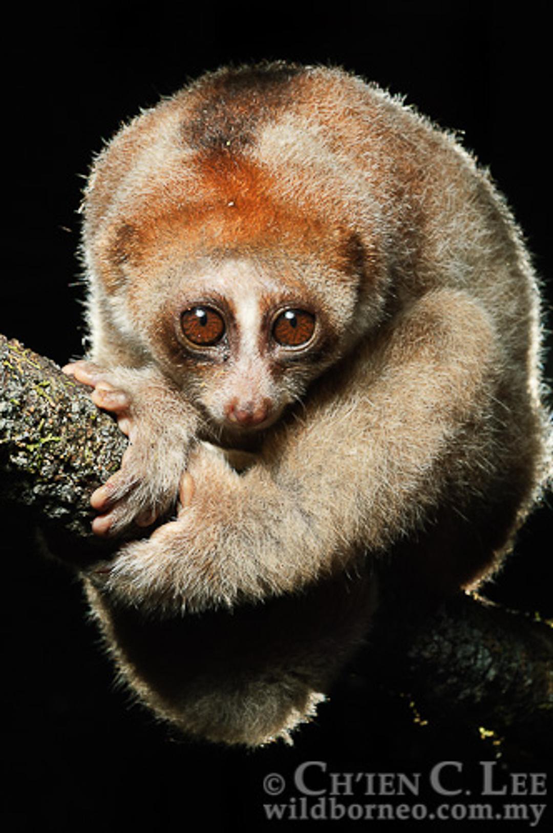 Une nouvelle espèce de loris lent, seul primate à la morsure toxique !, image size:1080x1627
