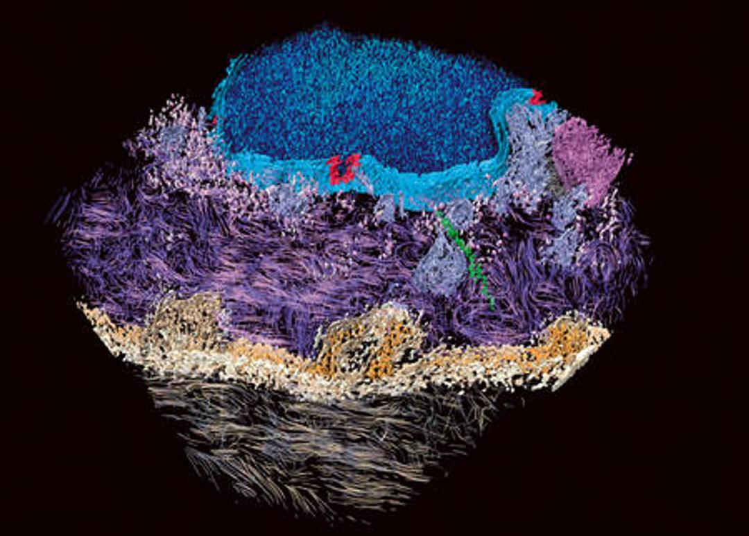 Trois techniques de microscopie qui transforment l'ordinaire en remarquable  | Blog Post | Olympus IMS, image size:1080x773