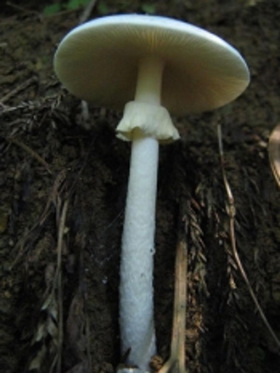 L'amanite printanière, un champignon toxique, image size:1080x1438
