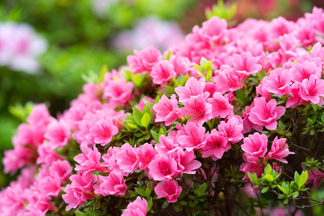 Plantes Dépolluantes Les Plus Efficaces