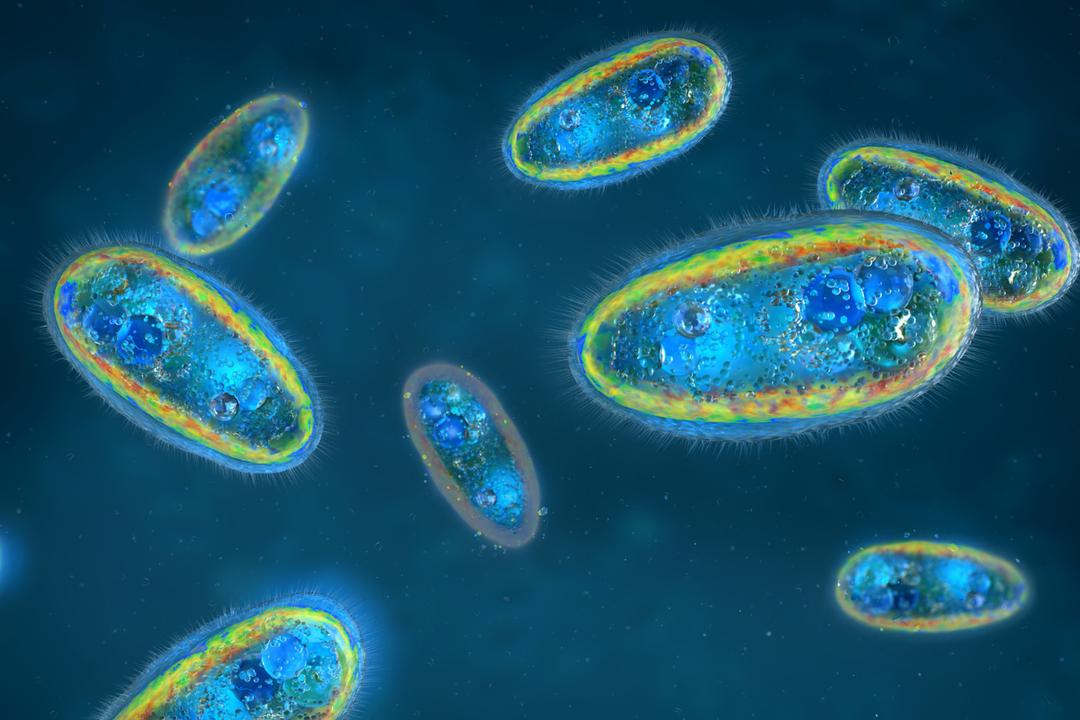 Cette amibe présente dans l'eau douce tue dans 98 % des cas et le chlore ne suffit pas à l'éliminer
