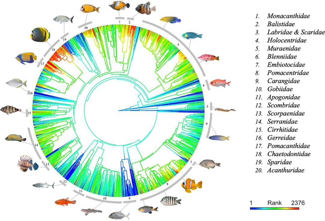 On ne s'occupe pas assez des poissons moches