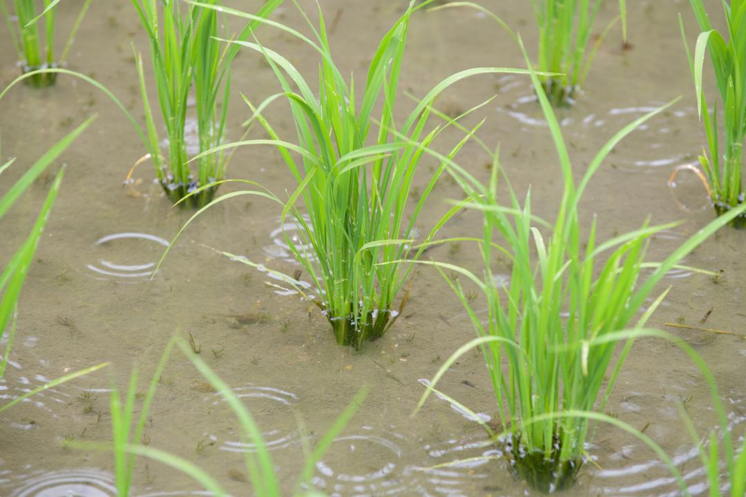 Ces graines germent 40 % plus vite quand elles « entendent » la pluie : voici la stupéfiante découverte du MIT