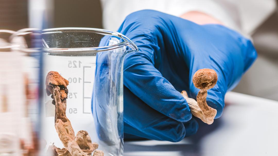 elfbar nachfüll pod läuft aus Mangez-moi » : incroyable, cette substance hallucinogène fait littéralement  reculer l'âge des cellules humaines !