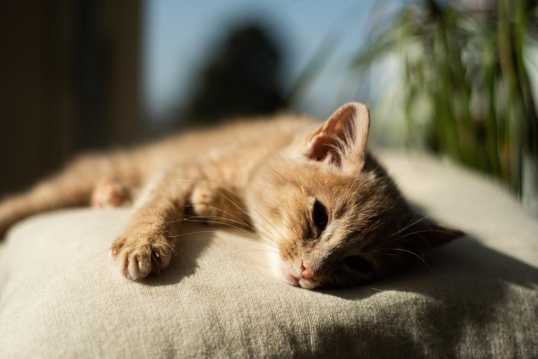 Voici à partir de quelle température votre chat commence à souffrir de la chaleur selon les vétérinaires