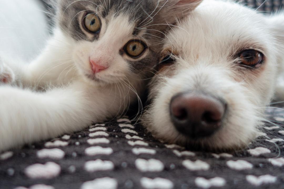 Chien ou chat ? Voici lequel des deux est génétiquement le plus proche de l'humain selon les chercheurs