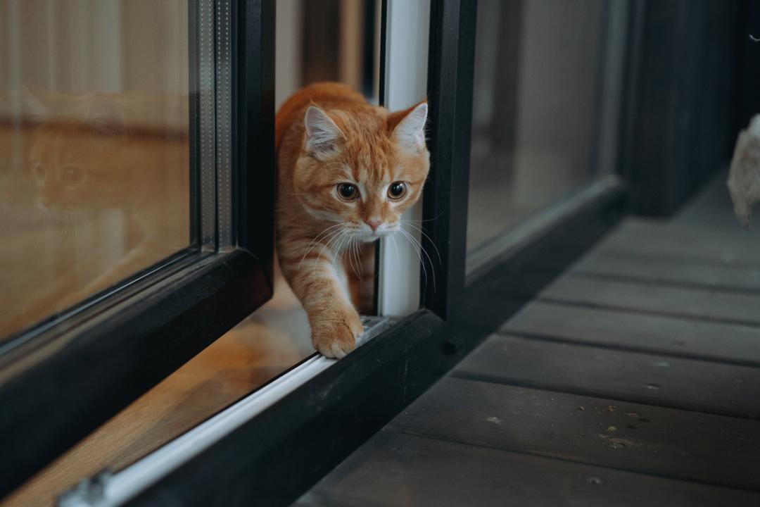 Vous laissez sortir votre chat en mars ? Les vétérinaires tirent la sonnette d’alarme