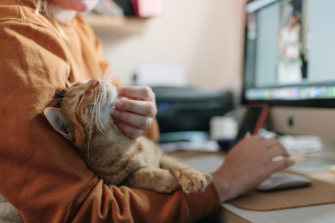 Caresses, regards, ronronnements : voici ce que les interactions avec votre chat font à votre organisme