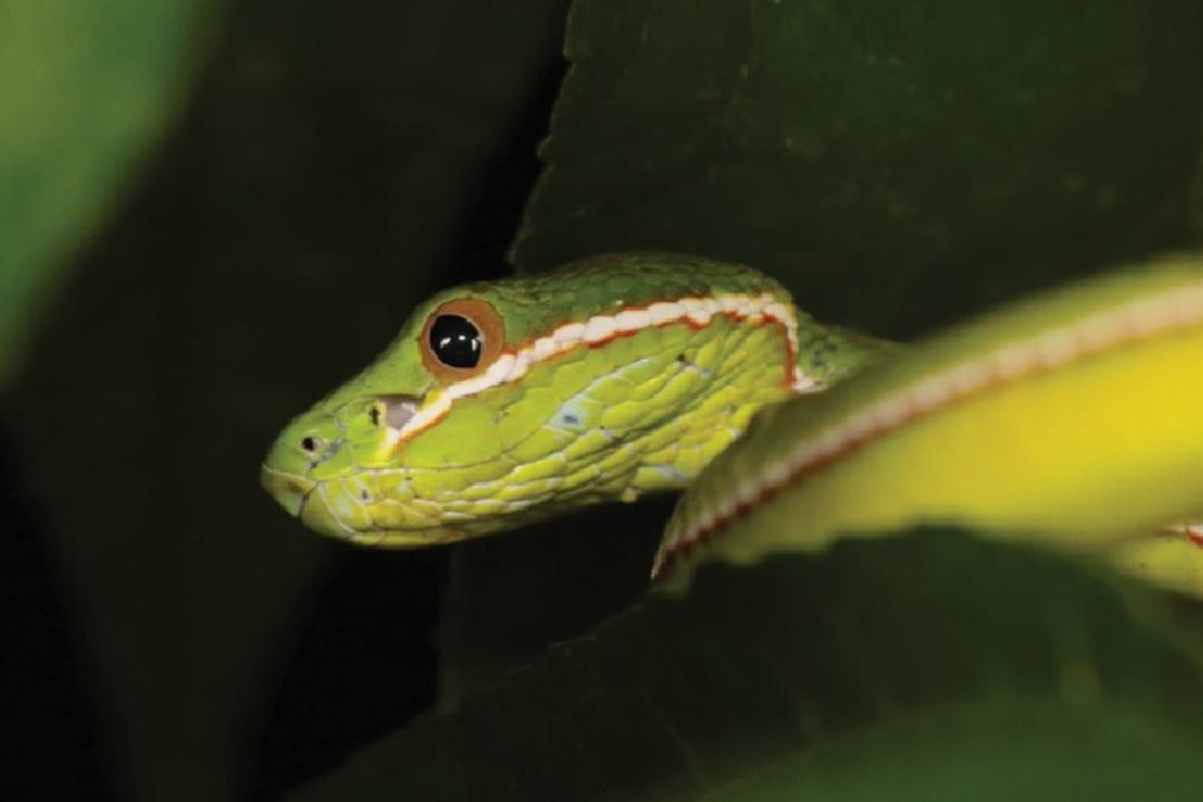 Derrière ce serpent « banal », les scientifiques découvrent une nouvelle espèce