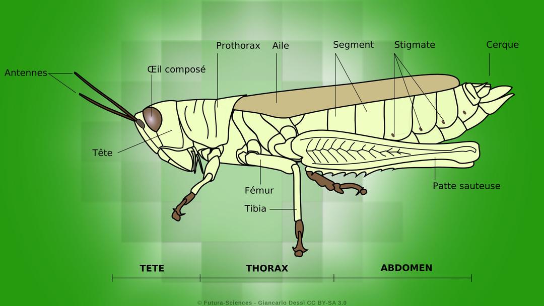 Un voyage découverte dans les coulisses de l'anatomie animale