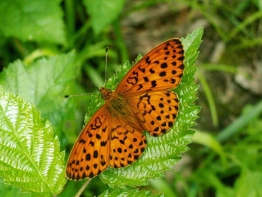 Insecta