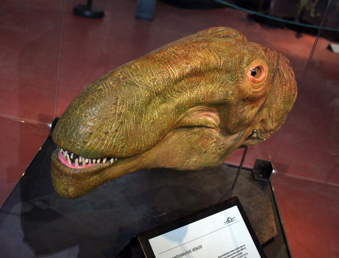 Dessine-moi un dino, par Michel Fontaine, image size:1080x823