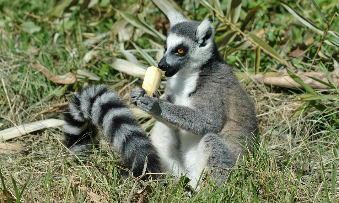 partir-madagascar-avec-antoine