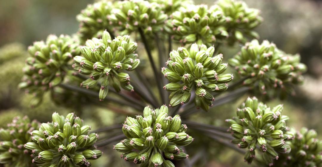 Plante : l'anglique, un aromate des alcools