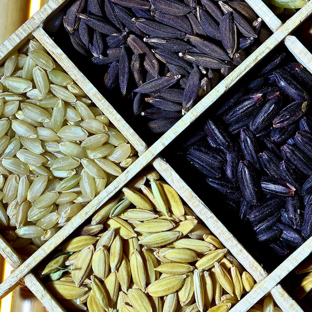 Le charançon du riz est de retour | Nippon.com – Infos sur le Japon, image size:1080x1080