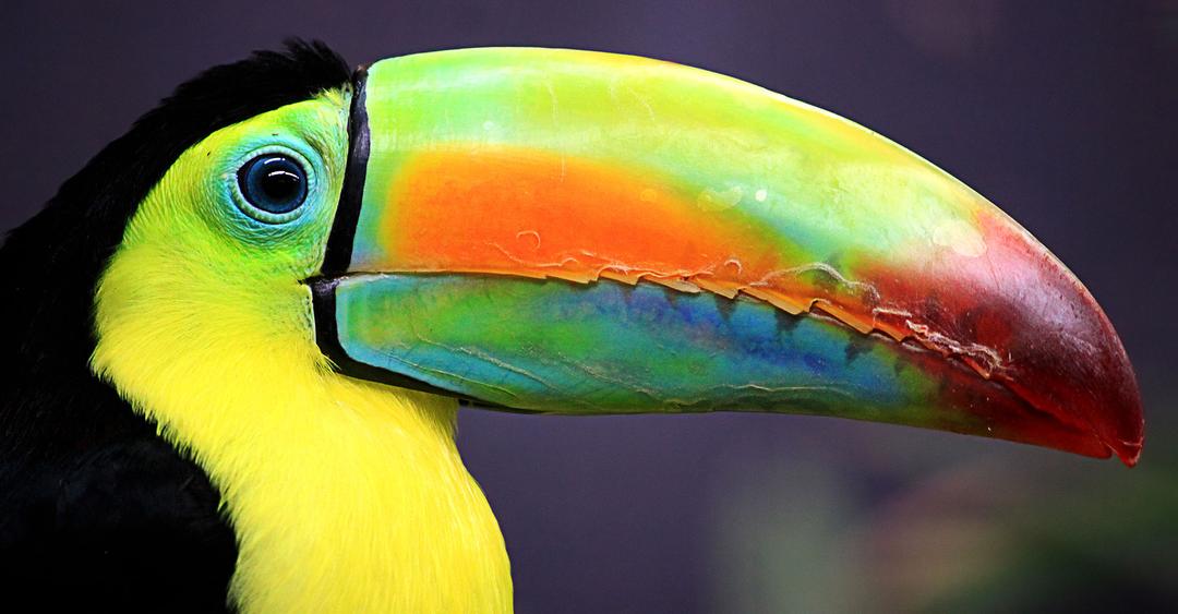 Pourquoi le toucan atil un gros bec — free download