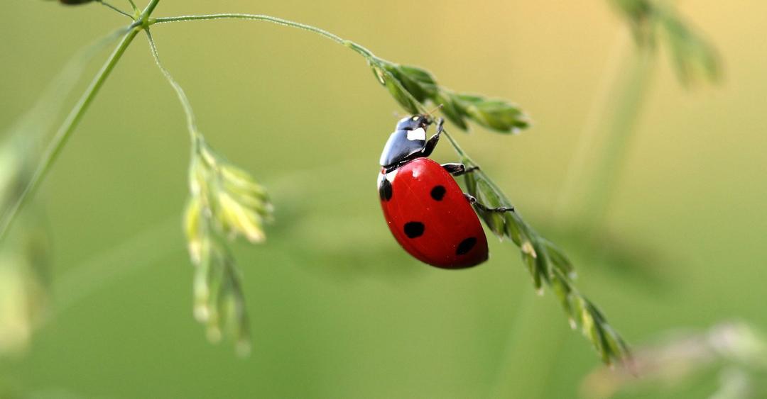 Pucerelles Insectes Parasites : pucerons, aleurodes et cochenilles