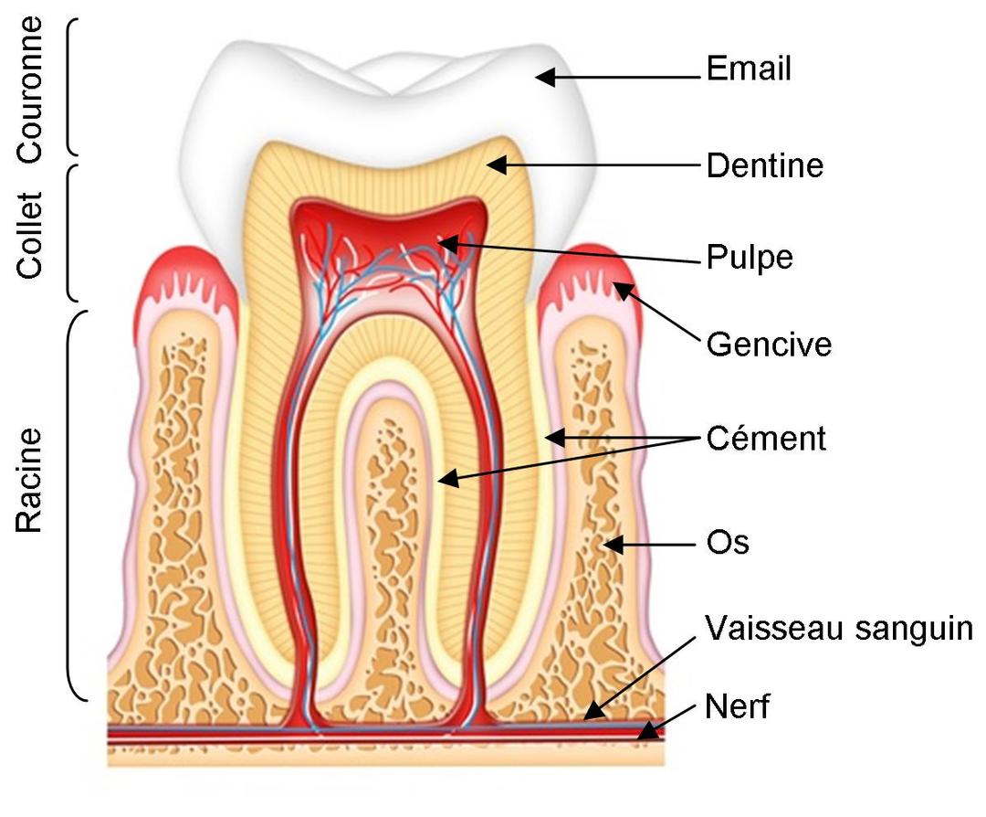 Coupe transversale illustrative d'une dent saine montrant la pulpe et les canaux