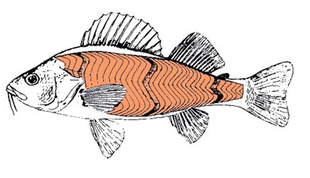 Anatomie des poissons : squelette, peau et muscles