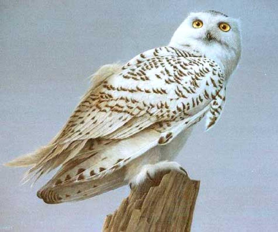 Harfang Des Neiges Arctique Nature Ailes PNG , Canada, Animal, Faune Image  PNG pour le téléchargement libre, image size:1080x903