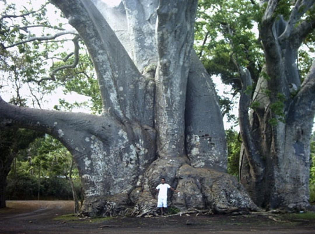 Les baobabs dans le monde et en France