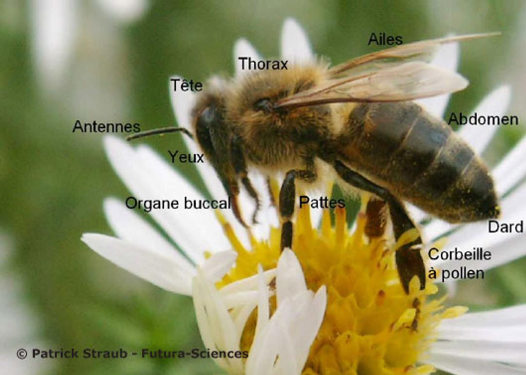 Anatomie de l'abeille — free download