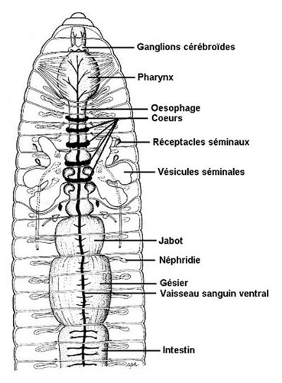 Ver de terre, une anatomie assez curieuse — free download
