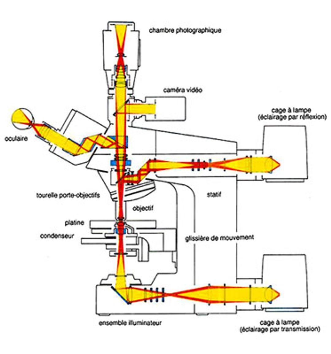 2.4 : Coloration d'échantillons microscopiques - Global, image size:1080x1158