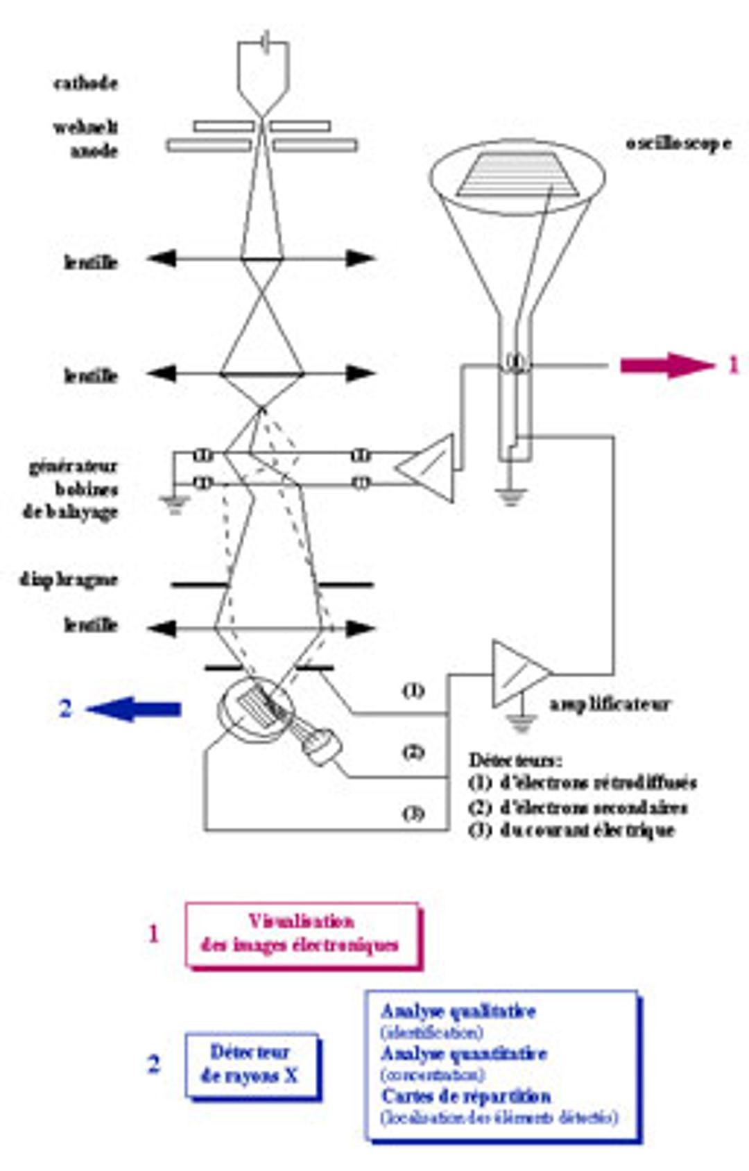 Enquête sur les néfastes effets de basse pression Plasma stérilisation sur  la survie de Bacillus subtilis Spores en utilisant Live microscopie des  cellules, image size:1080x1688