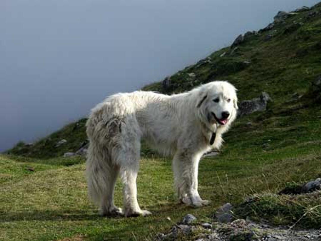 Le chien gardien de troupeau le border collie, le patou... — free download