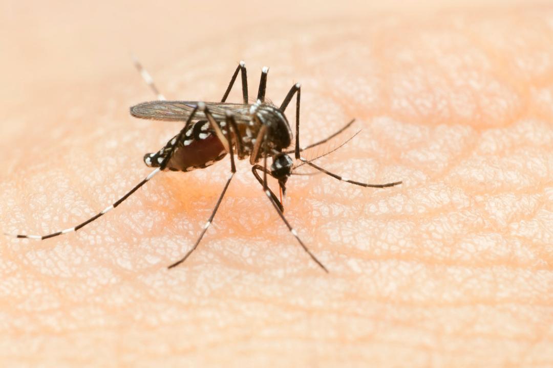 L'humanité pourrait-elle faire disparaître les moustiques ? Voici ce que disent les scientifiques