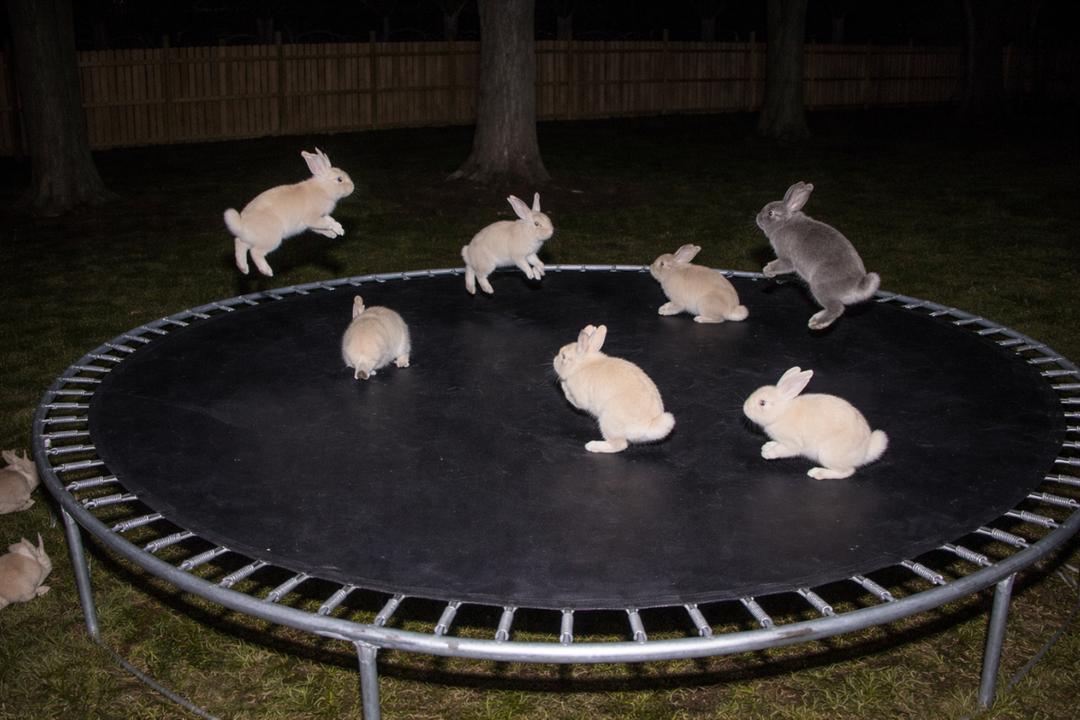 Comment repérer facilement une fausse vidéo d'animal créée par l'IA : ces astuces que les experts utilisent