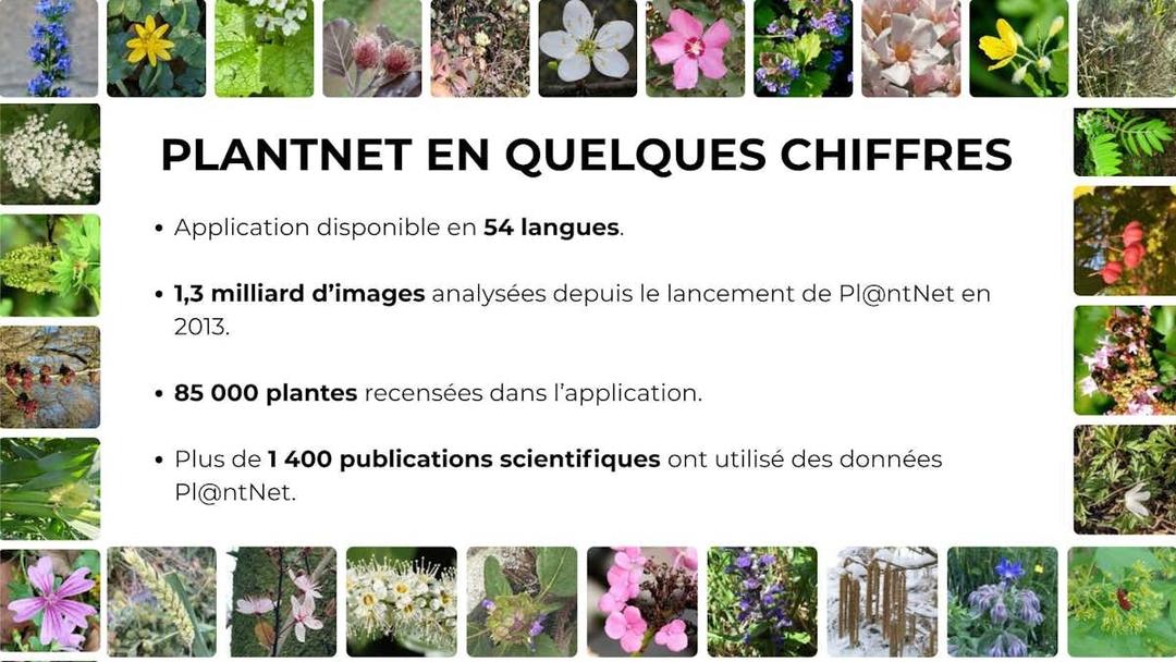 1,3 milliard de photos : des dcouvertes majeures pourraient se cacher dans  les images du  Shazam des plantes