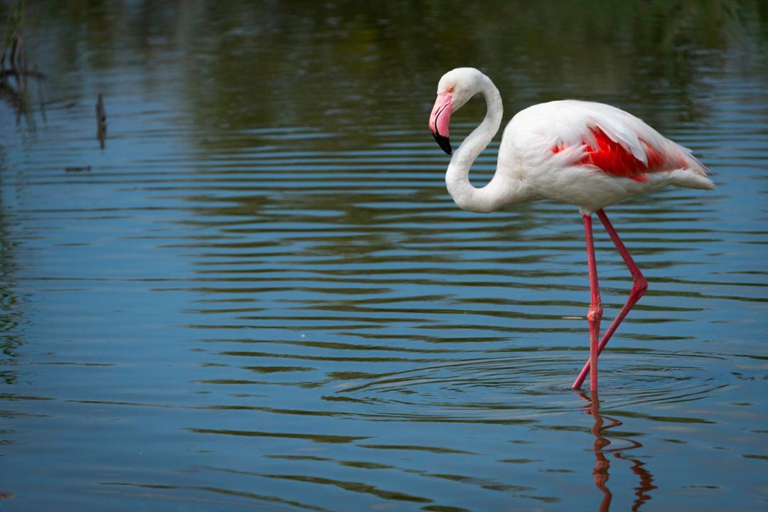 Pourquoi un flamant rose pourrait-il perdre sa couleur du jour au lendemain ?