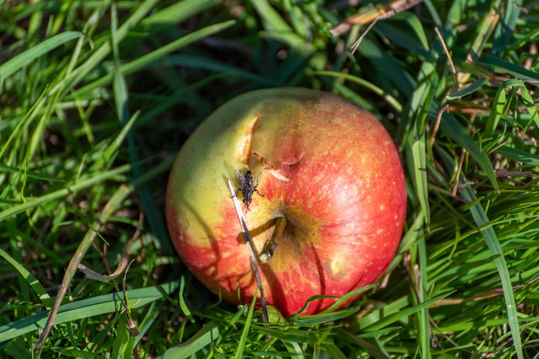 Voici pourquoi laisser un fruit abîmé dans son jardin serait un geste précieux pour la biodiversité
