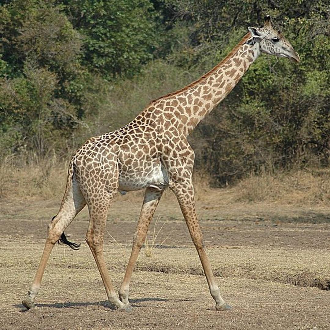 Leçons de choses: La girafe, image size:1080x1080