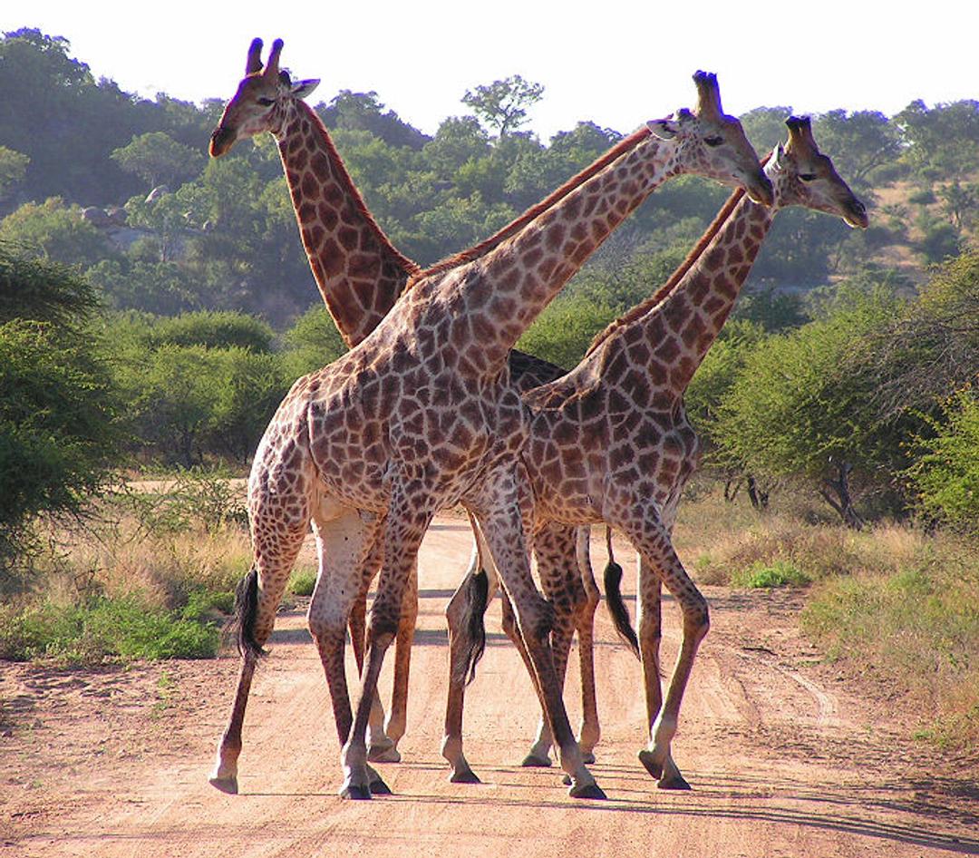 Définition | Girafe : qu'est-ce que c'est ? | Futura planète, image size:1080x946