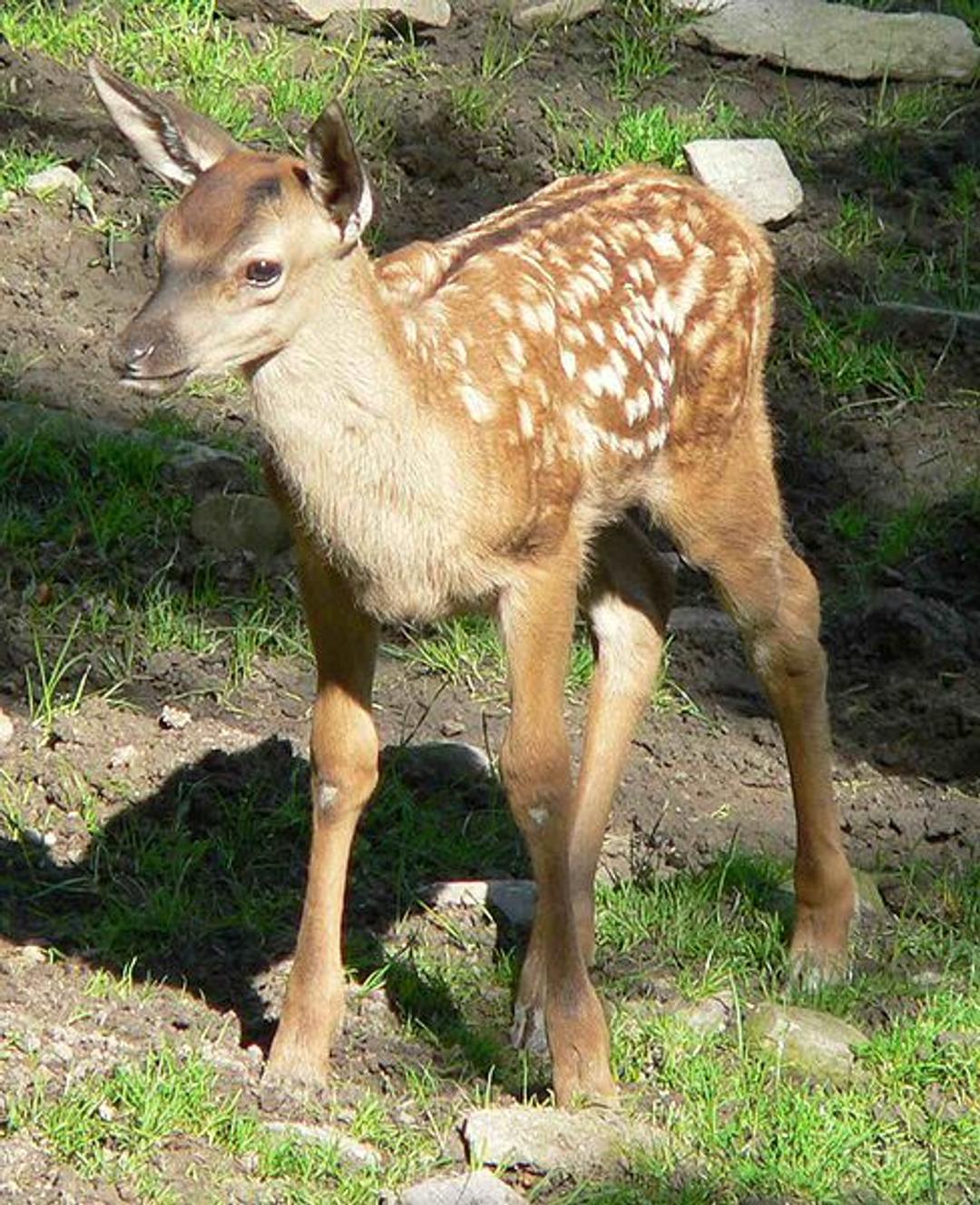 Définition | Cerf élaphe : qu'est-ce que c'est ? | Futura planète, image size:1080x1328