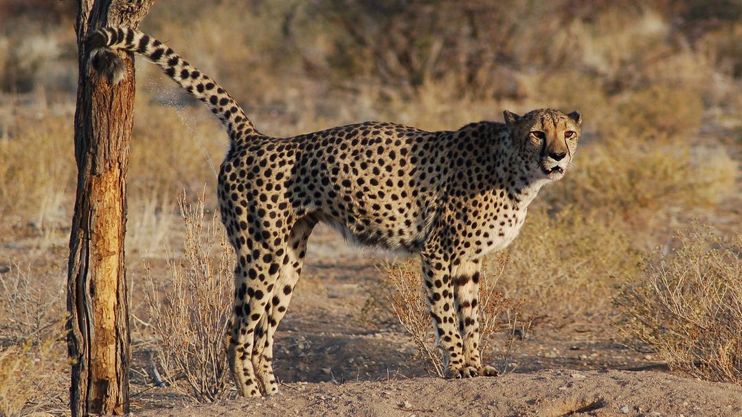 Image de guépard marquant son territoire