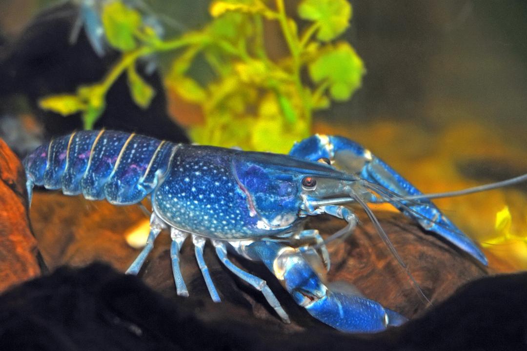 Une chance sur 200 millions : ce homard bleu électrique capturé dans l’Atlantique fascine les scientifiques