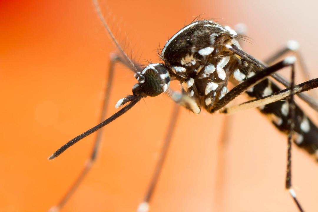 5 millions de moustiques tigres relâchés : une stratégie innovante en France
