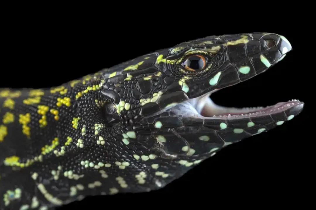 Ces lézards « Hulk » bouleversent un équilibre vieux de millions d’années